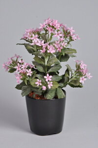 킷ȑ@sN@1{ G}A[gt[iԁj 蕨E̓EVzjEJXjEaELOEƎEwEMtgEΕEN