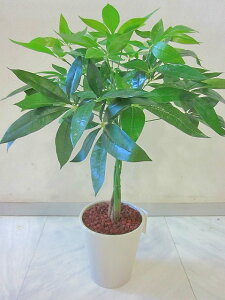 G} ϗtA  pL ҂ A[gt[  ~j C@ CeA Mtg v[g 蕨 a LO JXj