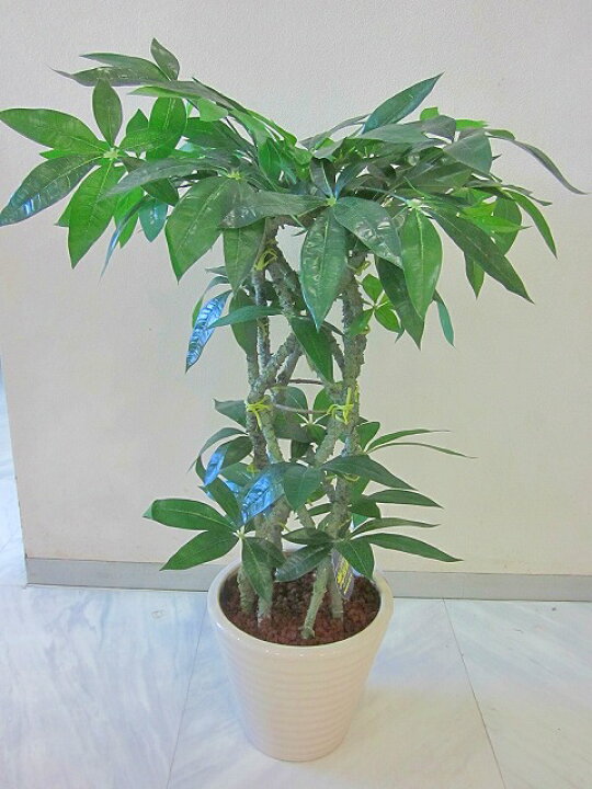 楽天市場】光触媒 観葉植物 造花 パキラ 編み アートフラワー 送料無料 