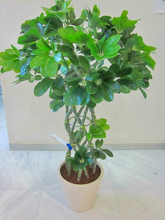 楽天市場】光触媒 観葉植物 造花 ホンコン 編み アートフラワー 送料 
