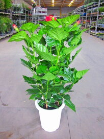 楽天市場 生花 切り花 ハイビスカス Hibiscus ブルーミンググレイス 楽天市場 生花 切り花 ハイビスカス Hibiscus ブルーミンググレイス