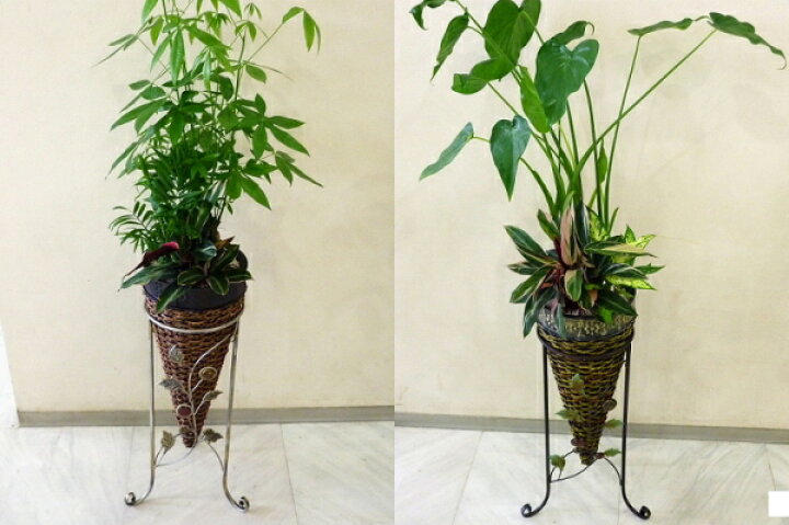 楽天市場】パキラ寄せ植え／シマクワズイモ寄せ植え 8号（スタンド鉢 