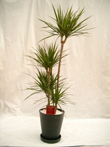 観葉植物 10号 ドラセナの人気商品 通販 価格比較 価格 Com