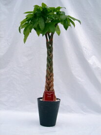 パキラ　8号（8寸鉢）　ずんぐり幹に、手を広げたような葉が魅力の観葉植物　トロピカル感満点の育て易いインテリアグリーンです。【smtb-s】