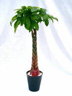 パキラ 10号（1尺鉢）観葉植物 ずんぐり幹に、手を広げたような葉が魅力の観葉植物　トロピカル感満点の…