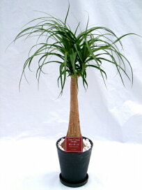 楽天市場】 観葉植物 No2 > ポニーテール（トックリラン 