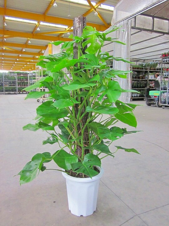 楽天市場 モンステラ 観葉植物 １０号鉢 尺鉢 大鉢 ハート型の大きな葉がモダンでスタイリッシュで大変人気の観葉植物です ウェルカムグリーンに最適です インテリア 贈り物 ギフト 母の日 誕生日 記念日 開店祝い 鉢 鉢植え Smtb S 05p01mar15