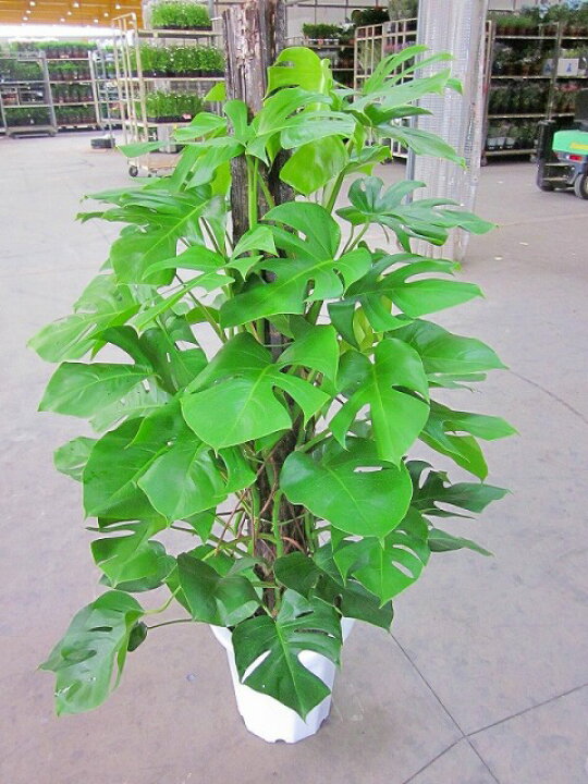 楽天市場】モンステラ 観葉植物 10号鉢（尺鉢・大鉢）（鉢カバー付き 
