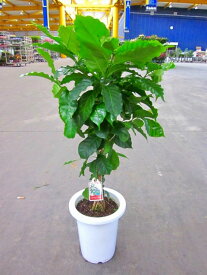 コーヒーの木 7号鉢（7寸鉢） 深い緑色のツヤツヤした葉っぱが特徴の美しい観葉植物です。きれいな緑がインテリアにもよく映え大変人気のありますので、プレゼントや贈り物にも最適です。