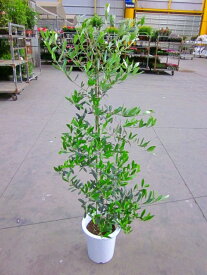 オリーブの木 8号鉢（8寸鉢）平和のシンボルとして人気のある観葉植物です。小さくて可愛い葉がインテリアグリーンとして最適です。観葉植物 植木 庭木 ギフト プレゼント シンボルツリー 販売 鉢植え【smtb-s】【05P01Mar15】