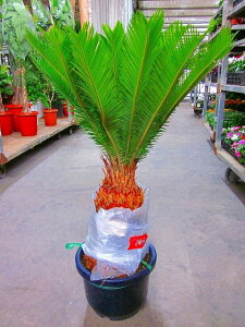 観葉植物 10号 ソテツ Diy 工具の人気商品 通販 価格比較 価格 Com 観葉植物 10号 ソテツ Diy 工具の人気商品 通販 価格比較 価格 Com