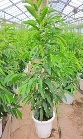 ショウナンゴム（10号鉢）（鉢カバー・皿付き）細葉タイプのゴムの木です。樹形が美しくインテリア雑誌にも登場する話題の観葉植物です。【smtb-s】
