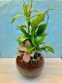 楽天市場 ハイドロカルチャー 観葉植物 大の通販