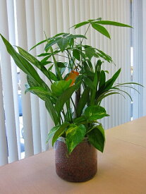 楽天市場 ハイドロ カルチャー 観葉 植物の通販