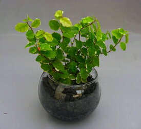 楽天市場 ハイドロカルチャー 炭の通販