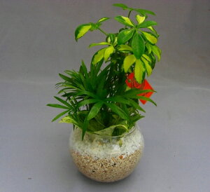 nChJ`[񂹐AiTSj2Zbg@ou12@ڂσLCŐ̂fUCłBTŚAGۓ̗}Ahߌʂ萅ȏԂŕۂ