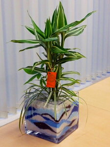 観葉植物 ハイドロカルチャー 寄せ植えの人気商品 通販 価格比較 価格 Com