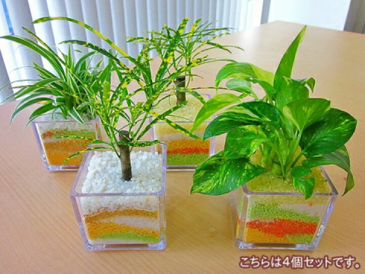 楽天市場 ハイドロカルチャー観葉植物 スクエア ２個セット ミニサイズのスクエア鉢にペットボトルが原料のカラーサンドを使用し きれいでかわいい砂模様をデザインしました ブルーミンググレイス