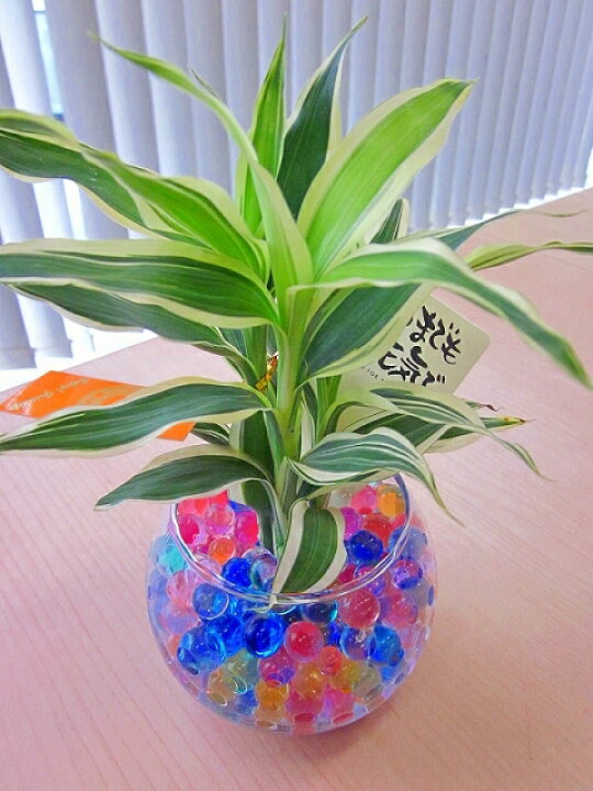 楽天市場 ハイドロカルチャー観葉植物 バブ１２ ゼリー 人気の水耕栽培です カラフルでかわいいゼリーボールがきれいなグリーンを引き立てます お部屋のインテリアにどうぞ ブルーミンググレイス