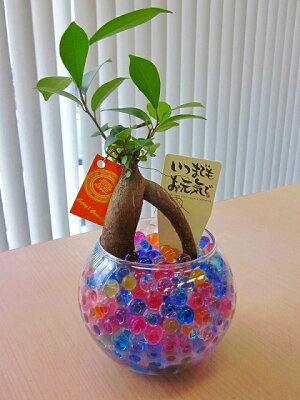 楽天市場 ハイドロカルチャー観葉植物 バブ12 ゼリー 2個セット 人気の水耕栽培です カラフルでかわいいゼリーボール がきれいなグリーンを引き立てます お部屋のインテリアにどうぞ ブルーミンググレイス 楽天市場 ハイドロカルチャー観葉植物 バブ12 ゼリー 2個セット 人気の水耕栽培です カラフルでかわいいゼリーボール がきれいなグリーンを引き立てます お部屋のインテリアにどうぞ ブルーミンググレイス