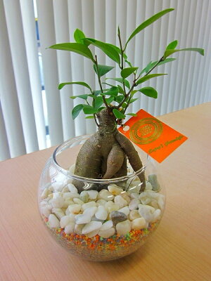 楽天市場 観葉植物 ハイドロカルチャー観葉植物 和風ガジュマル ブルーミンググレイス