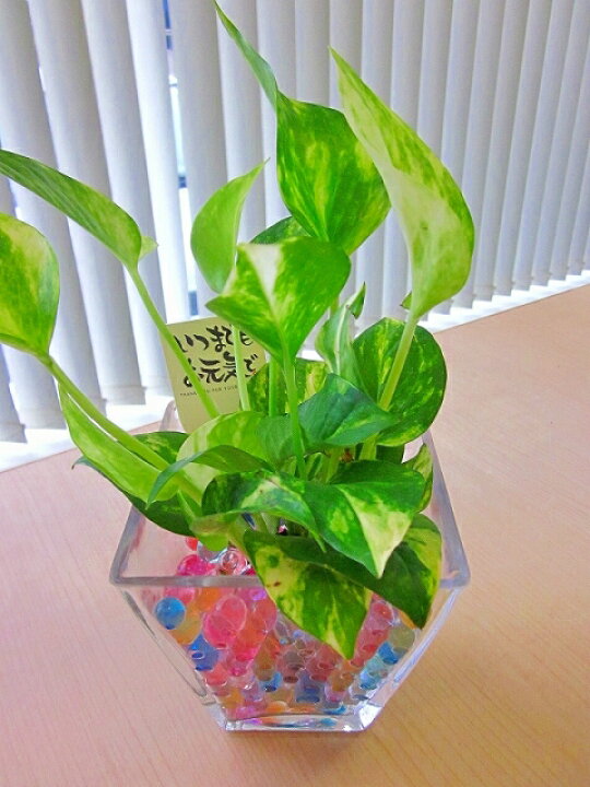 10円 最大58 Offクーポン ジェルボール 0g 粒の大きさ14 16mm 10円 最大58 Offクーポン ジェルボール 0g 粒の大きさ14 16mm