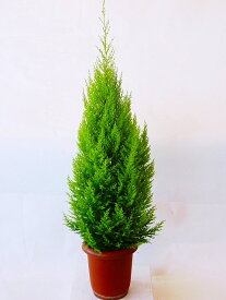 ゴールドクレスト・ウィルマ（8号）もみの木の代わりとして、クリスマスシーズンに大人気の観葉植物です。かわいいオーナメントを付けて、クリスマスツリーを楽しみませんか。