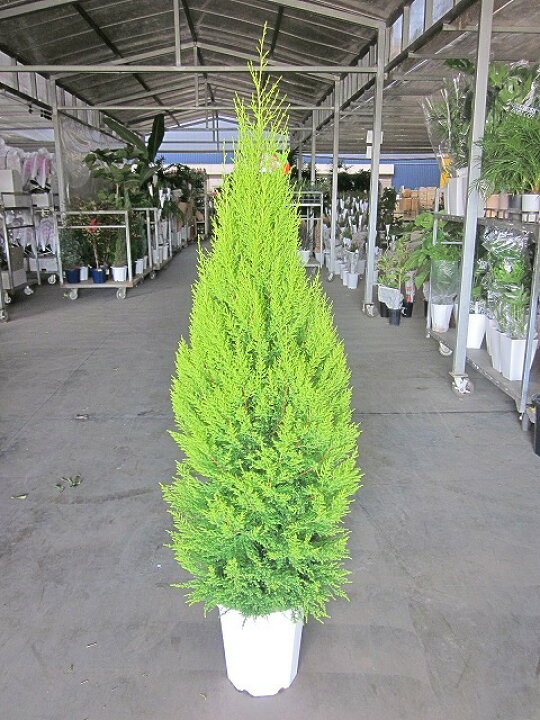 楽天市場 ゴールドクレスト ウィルマ 10号 もみの木の代わりとして クリスマスシーズンに大人気の観葉植物です かわいいオーナメントを付けて クリスマスツリーを楽しみませんか Smtb S ブルーミンググレイス