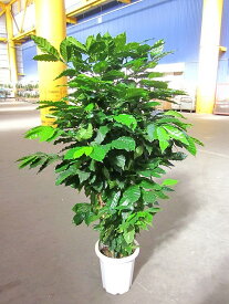 コーヒーの木 10号 深い緑色のツヤツヤした葉っぱが特徴の美しい観葉植物です。きれいな緑がインテリアにもよく映え大変人気がありますので、プレゼントや贈り物にも最適です。【smtb-s】【05P01Mar15】