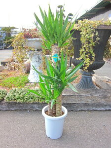 ユッカ 観葉植物の人気商品 通販 価格比較 価格 Com