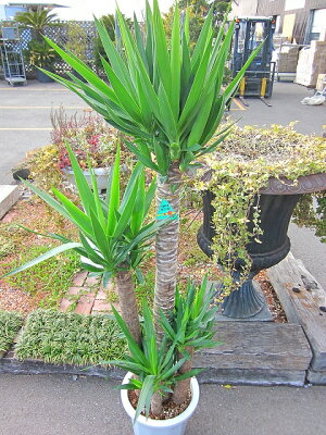 楽天市場 ユッカ エレファンティペス １０号 ブルーミンググレイス