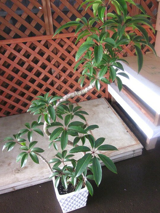 楽天市場】ツピダンサス チュピタンサス 曲がり 観葉植物 販売 苗 苗木 