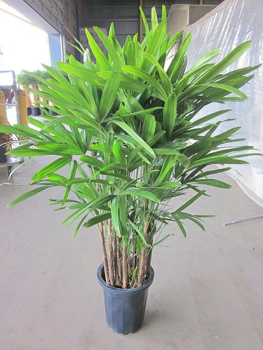 楽天市場】カンノンチク 10号 観音竹 観葉植物 鉢植え 販売 苗 苗木 