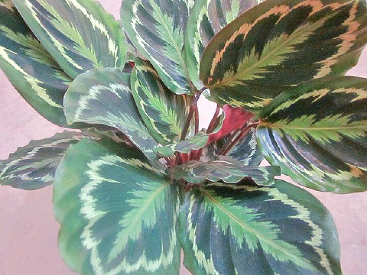 楽天市場 カラテア メダリオン 7号 希少種 観葉植物 鉢植え 販売 苗 苗木 送料無料 インテリア 贈り物 ギフト お誕生日 記念日 開店祝い 希少 ブルーミンググレイス