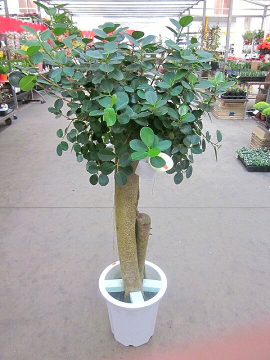 楽天市場 パンダ ガジュマル 10号 希少種 観葉植物 鉢植え 販売 苗 苗木 送料無料 インテリア 贈り物 ギフト お誕生日 記念日 開店祝い 希少 ブルーミンググレイス