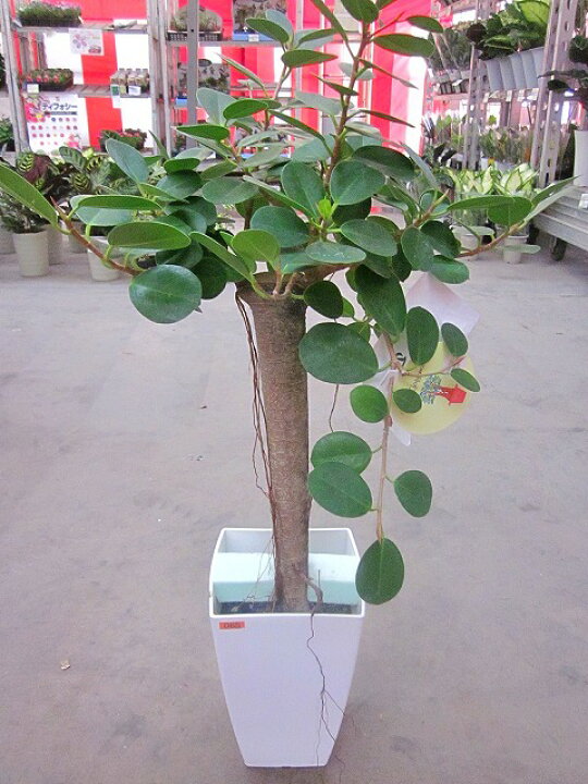 楽天市場 パンダ ガジュマル 8号 希少種 観葉植物 鉢植え 販売 苗 苗木 送料無料 インテリア 贈り物 ギフト お誕生日 記念日 開店祝い 希少 ブルーミンググレイス