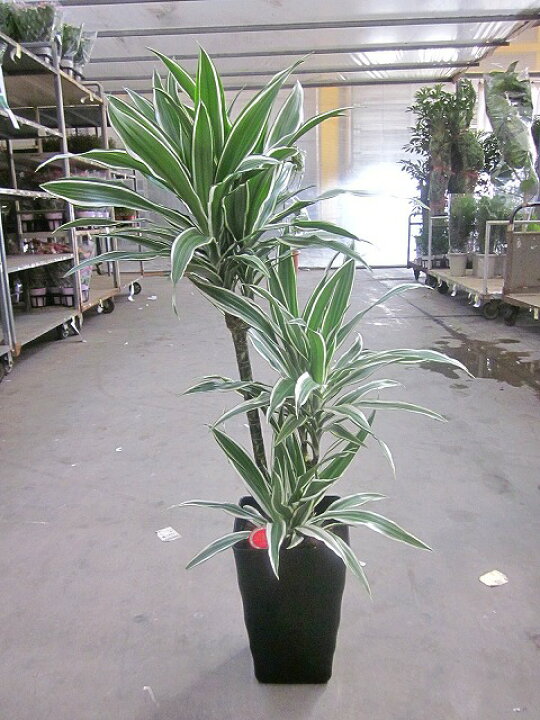 楽天市場 ドラセナ ワーネッキー ホワイトストライプ 8号 観葉植物 鉢植え 販売 苗 苗木 送料無料 インテリア 贈り物 ギフト お誕生日 記念日 開店祝い ブルーミンググレイス