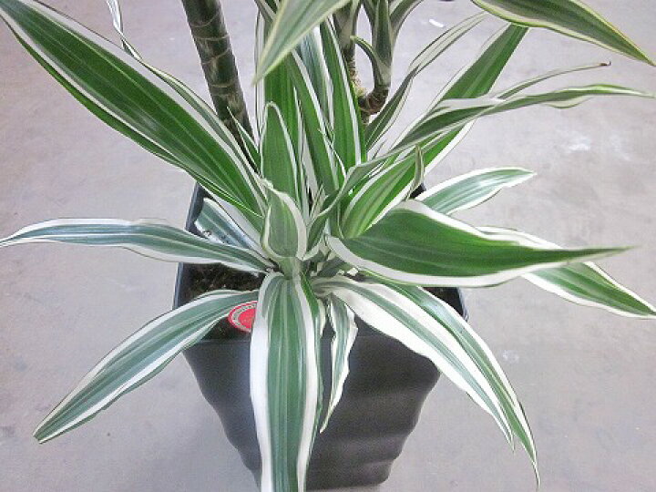楽天市場 ドラセナ ワーネッキー ホワイトストライプ 8号 観葉植物 鉢植え 販売 苗 苗木 送料無料 インテリア 贈り物 ギフト お誕生日 記念日 開店祝い ブルーミンググレイス