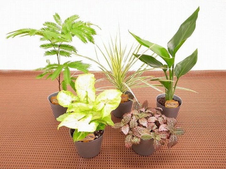 楽天市場 産地直送 ポットミックス ミニ観葉植物セット 1ケース お得な24鉢入り とってもかわいいミニサイズの観葉植物です 4 6品種を組み合わせ た植物が24鉢入っているので いろいろな場所に飾れます お友達へのプレゼントにも最適です Smtb S 楽天市場 産地直送 ポットミックス ミニ観葉植物セット 1ケース お得な24鉢入り とってもかわいいミニサイズの観葉植物です 4 6品種を組み合わせ た植物が24鉢入っているので いろいろな場所に飾れます お友達へのプレゼントにも最適です Smtb S