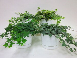 yYnzwf݁iCObVACr[ji~jϗtAZbgj1P[Xi4j@ƂĂ킢~jTCY̊ϗtAłBvX`bN̔ɃLCȃO[