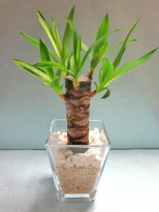 XNGA 9.5pC TS@bJ nChJ`[ k͔| ϗtA  Ε ̓ v[g Mtg hV CeA vc 蕨 a TS   y05P01Mar1