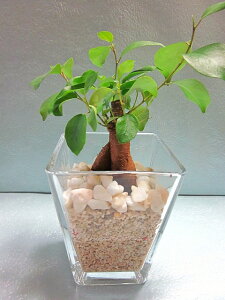 ハイドロカルチャー 砂 観葉植物の人気商品 通販 価格比較 価格 Com