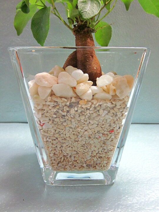 330円 大切な人へのギフト探し 観葉植物 ハイドロカルチャー 苗 ガジュマル L