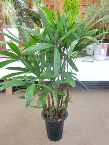 Jm`N 8 ω| ϗtA A ̔ c c A  CeA 蕨 Mtg a LO JXj