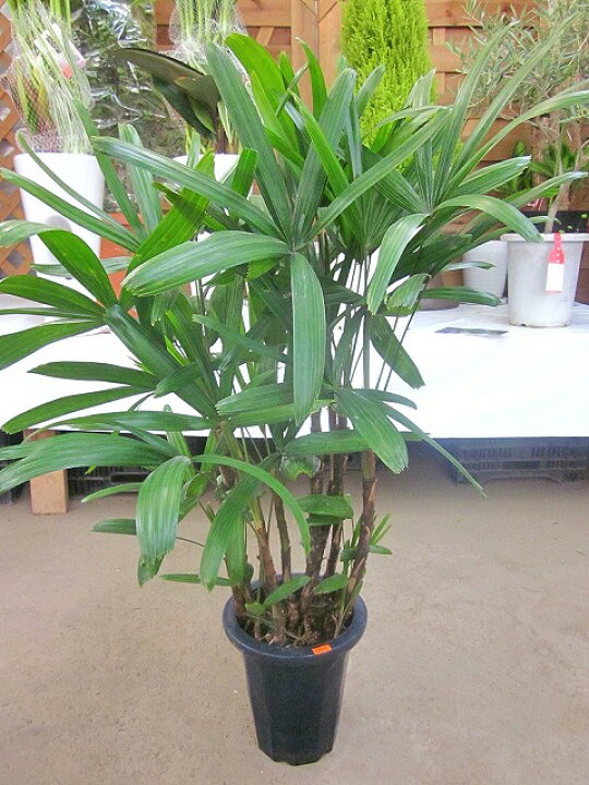 楽天市場】カンノンチク 8号 観音竹 観葉植物 鉢植え 販売 苗 苗木 