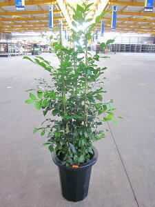 VNWX~ 8 QbLc k ϗtA A ̔ c c  CeA 蕨 Mtg a LO JXj