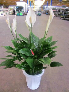 観葉植物 スパティフィラムの人気商品 通販 価格比較 価格 Com