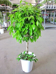 xW~ X^h ϗtA A xW~i V_KW} xW~S ̔  CeA 蕨 Mtg a LO JXj