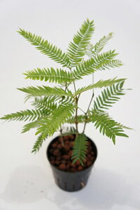 エバーフレッシュ 観葉植物の人気商品 通販 価格比較 価格 Com