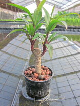楽天市場】観葉植物パープルコンパクターの通販